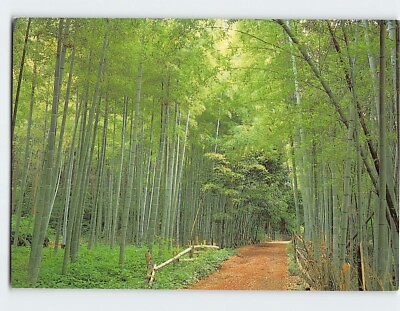 #ad Postcard Bamboo Grove At Sagano Kyoto Japan $9.09