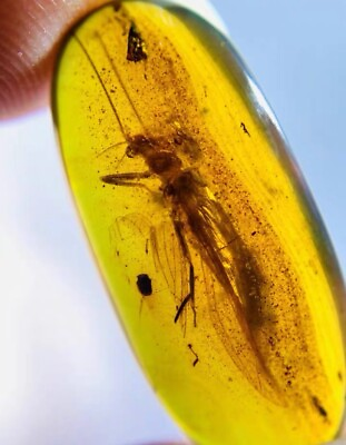 #ad Burmese insects fossil burmite Cretaceous Stone fly insect amber fossil Myanmar $119.99