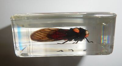#ad Red Cicada Specimen in Small Clear Resin Block Learning Aid TE1 $13.00