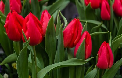 #ad Tulip Bulbs Fresh Garden Bulbs All Season Planting Available 10PCS Red Flowers $12.99