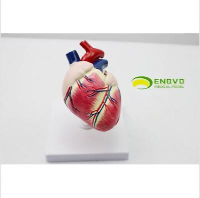 #ad Dog Canine Pet Medical Heart Model Organ Veterinary Vet Animal AnatomyEducationA $76.50