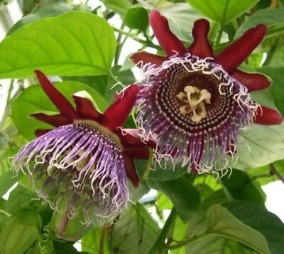 #ad Giant Granadilla Passionflower Edible Passion Fruit 2 Plants For 1 SPECIAL $14.99