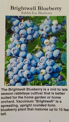 #ad BRIGHTWELL BLUEBERRY 4 6 FT TREE PLANT SWEET JUICY BLUEBERRIES TREES PLANT $99.95