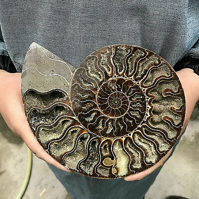 #ad 200G Natural ammonite fossil conch crystal specimen healing careBracket $35.99