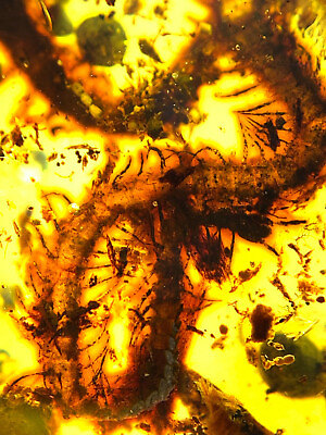 #ad Burmese burmite Cretaceous Rare big centipede insect fossil amber Myanmar $199.00