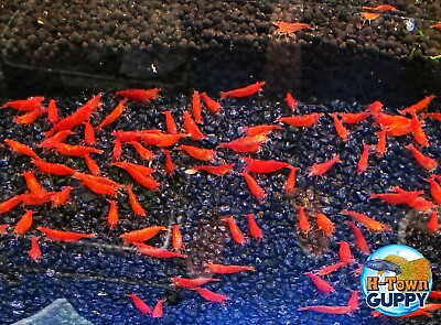 #ad 202 Fire Red Cherry Freshwater Neocaridina Aquarium Shrimp. Live Guarantee $51.95