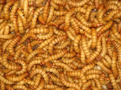 #ad Live Giant Mealworms Free Shipping Live Arrival Guarantee $49.99