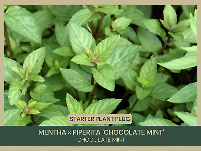 #ad Starter Plant Plug Chocolate Mint Mentha × piperita #x27;Chocolate Mint#x27; $16.50