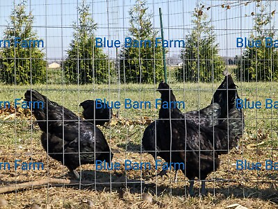 #ad 6 Pure Ayam Cemani Black Show Quality Chicken Hatching Eggs. NPIP CERTIFIED $80.00