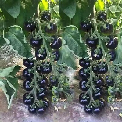 #ad 10 EUROPEAN BLACK CHERRY TOMATO SEEDS SWEET HEIRLOOM NON GMO RARE FRESH $2.88
