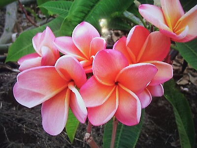 #ad 5 Plumeria Cuttings Red Coral Pink Yellow White 1 2 or 3 Tips Fresh 12quot; $50.00