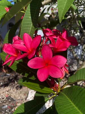 #ad Plumeria Frangipani 2 Tropical Hawaiian Red Cuttings Lot 2 $16.95