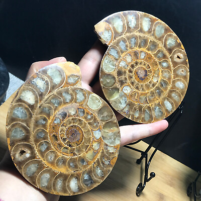 #ad 411g 1pair of Split Ammonite Fossil Specimen Shell Healing Madagascar 20 $157.00