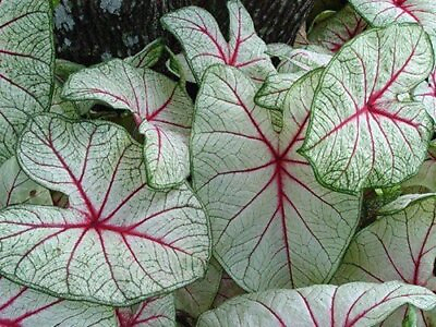 #ad WHITE QUEEN Fancy Leaf CALADIUM Bulbs YOU CHOOSE QTY Green Red White SUN TOLERNT $8.95