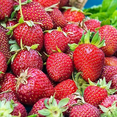 #ad Albion Strawberry Day Neutral Strawberry Plants 25 Bare Root plants $25.46