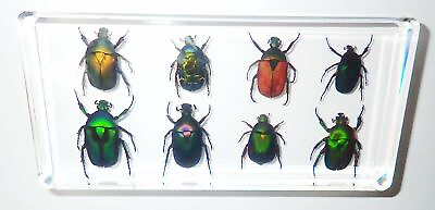 #ad 8 Rose Chafer Beetle Collection Set Clear Lucite Block Learning Specimen KCD2 $40.00