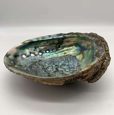 #ad Natural Abalone Shell 7quot; $14.00