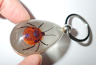 #ad Insect Key Ring Flower Bug Specimen SK09 Amber Clear 2 Pieces Lot $14.00