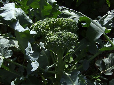 #ad 1000 De Cicco Broccoli Seeds Non GMO Heirloom Broccoli Seeds Bulk Seeds $2.99