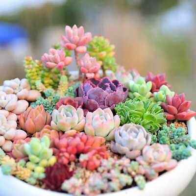 #ad Mixed Succulent Plant Seeds Lithops Seeds. 100pcs pack $7.99