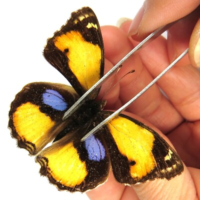 #ad MALE insect unmounted folded butterfly Nymphalidae junonia hierta china #767 $18.90