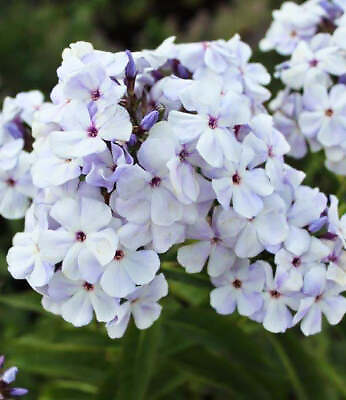 #ad Blue Flame Compact Phlox 3 root divisions $17.29