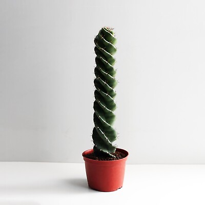 #ad #ad Spiral 🌀 Cactus 12” $60.00