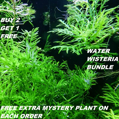 #ad Hygrophila Difformis Bunch Water Wisteria Live Aquarium Plants BUY2GET1FREE $9.89