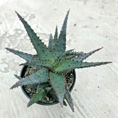 #ad Aloe #x27;Wildfire#x27; PPAF Comes in a 3.5quot; Pot $15.16