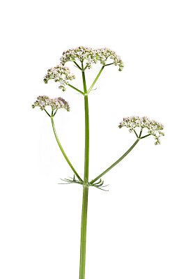 #ad 50 Valeriana Officinalis Seeds Valerian Root Perennial Medicinal Sleep Herb $2.49
