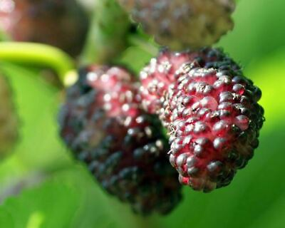 #ad Mulberry Tree #x27;Dwarf Everbearing#x27; Morus nigra live plant edible fruit $10.99