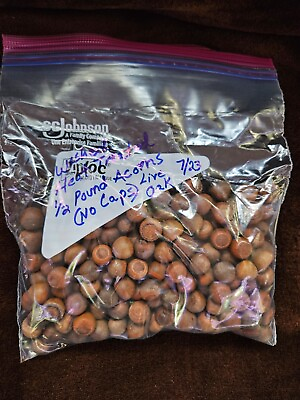 #ad 1 2 Pound Natural Live Oak Tree Acorns without Caps Seeds squirrel food $5.00