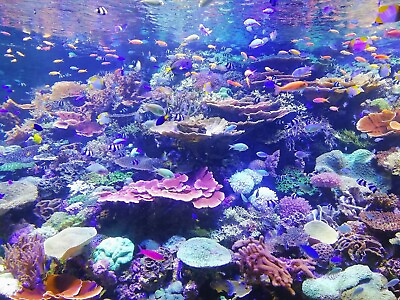#ad Digital Image Picture Photo Wallpaper Background Desktop Nature Pic Coral Reff $0.99