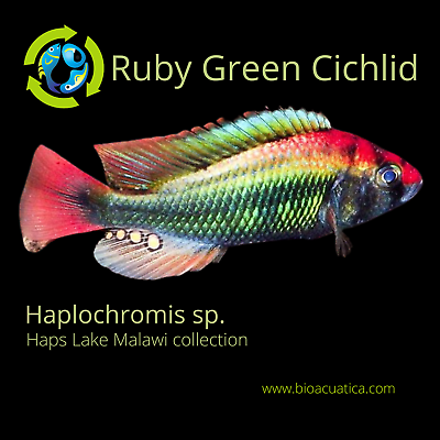 #ad GREAT RUBY GREEN HAP AFRICAN CICHLID UNSEXED 1 INCHES Haplochromis sp $15.00