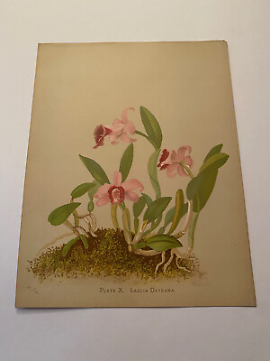 #ad K Orchids The Royal Family of Plants Harriet Stewart Miner Color Plate X $79.95