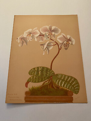 #ad K Orchids The Royal Family of Plants Harriet Stewart Miner Color Plate XII $79.95