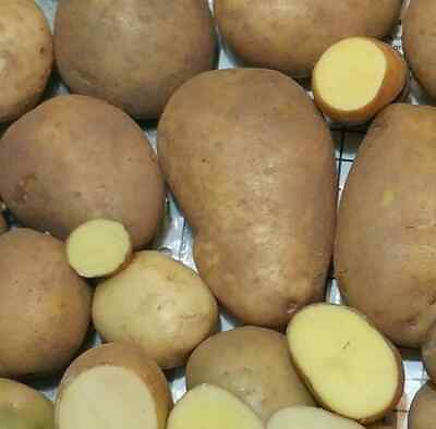#ad 50 TPS True Potato Seeds Russet Yellow ORGANIC mix Potatoes Berry Bred in USA $9.99