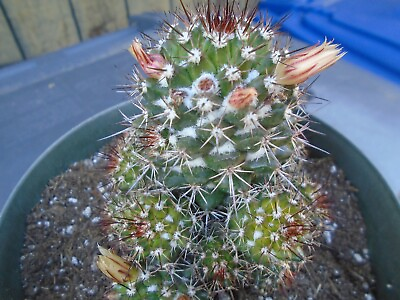 #ad Mammillaria Voburnensis Cactus Plant Will Grow In Clusters Native to Mexico $8.99