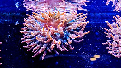 #ad Rainbow Bubble Tip Anemone 3 6quot; inch Live Coral RBTA Tank Raised check my video $59.00