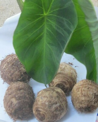 #ad 5 Taro 1quot; Roots Bulbs Edible Tropical Elephant Ear Colocasia Live Plant Fresh : $8.95