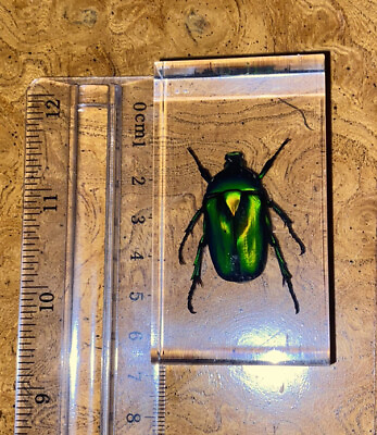 #ad Green Chafer Beetle In Resin Block Insect ST3252 $7.00