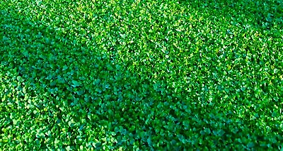 #ad Micro Clover 500 Seeds Clover Seeds Ground Cover BUY 4 GET FREE SHIPPING $0.99