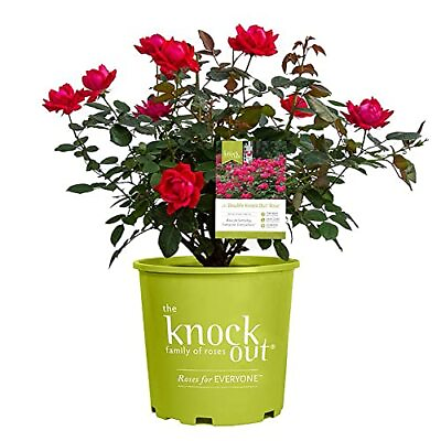 #ad Double Rose 1 Gallon Cherry Red $31.57