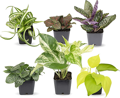 #ad Easy to Grow Houseplants Pack of 6 Live House Plants in Containers Growers C $53.67