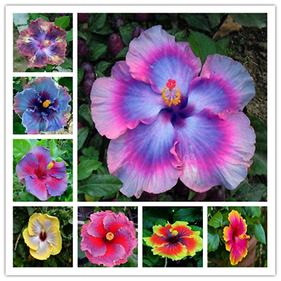 #ad 20 HIBISCUS FLOWER SEEDS rare exotic bloom plant garden bed bush germination $6.99