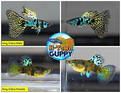 #ad 1 PAIR Live Aquarium Guppy Fish High Quality King Cobra $29.95