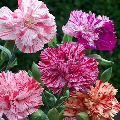 #ad Double Picotee Mix Carnation Seeds Non GMO Free Shipping Seed Store 1251 $2.79