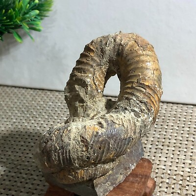 #ad 318g Rare Heteromorphic Ammonite Nostoceras malagasyense Madagascar d9 $81.90