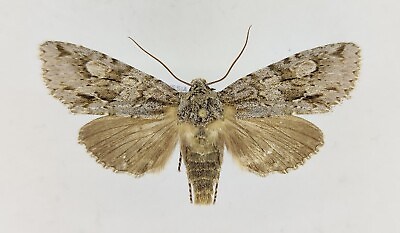 #ad Meganephria kononenkoi RARE Noctuidae moth from Far East $15.00