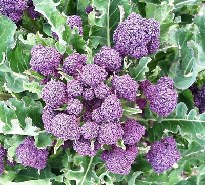 #ad #ad 1500 Broccoli Seeds Purple Sprouting Non GMO Heirloom USA Seller $3.39
